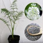  трава. рассада Cara way 3 номер pot 