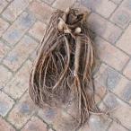  овощи. рассада сельское хозяйство дом san . сделал гора udo(yamaudo* гора ..) элемент .. АО так же большой АО 