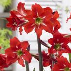 (.. есть специальная цена ) сад амариллис Valentino 3-3.5 номер pot 