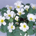  луковица oxalis шероховатость abi белка белый 8 лампочка ввод 