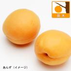 果樹の苗 アンズ（杏） おひさまコット4〜5号ポット