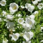 草花の苗カンパニュラ・一重咲きホワ...
