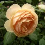 バラの苗イングリッシュローズデビッ...