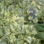 アジュガレプタンスバニラチップ3-...