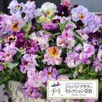 草花の苗パンジームーランフリルライ...