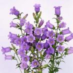 草花の苗/カンパニュラ・一重咲きブ...