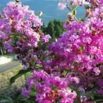 花木庭木の苗/サルスベリ：ディアパ...