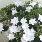 花木 庭木の苗 アジサイ 隅田の花火（スミダノハナビ）3-3.5号ポット