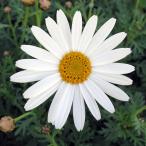 草花の苗マーガレットサワーリップル...