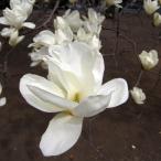 花木 庭木の苗 モクレン 白木蓮（ハクモクレン）4.5号ポット