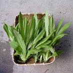 レタス 大葉油麦菜（�