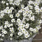 草花の苗セラスチューム3-3.5号...
