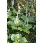  луговые и горные травы. рассада hitolisizka( один человек тихий )gabi солнечный hitolisizka3.5 номер pot 