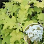 花木 庭木の苗 カシワバアジサイ リトルハニー4号ポット