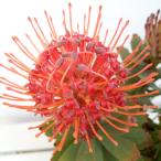 花木 庭木の苗/(わけあり特価)リューコスペルマム:カーニバルレッド5号鉢植え