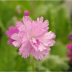 �R�쑐�̕c ���{�T�N���\�E�i�����j���d�炫 �Â���V2.5�`3���|�b�g