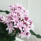 草花の苗 ペンタス（八重咲き） ライカライラック3.5