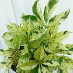 草花の苗 アメリカヅタ 斑入り3号ポット