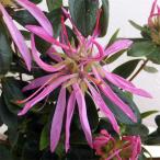 花木 庭木の苗 モチツツジ 花火4号ポット