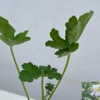  трава. рассада запах герань Ocean wave 3 номер pot 