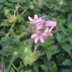  трава. рассада запах герань kapitatam3 номер pot 