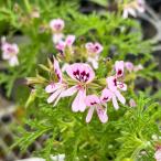  трава. рассада запах герань tenchi3 номер pot 