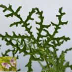  трава. рассада запах герань вентилятор leaf 3 номер pot 