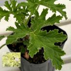  трава. рассада запах герань мелисса лимонная 3 номер pot 