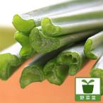 野菜の苗/ネギニラなかみどり3号ポット