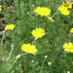 ハーブの苗カモミールダイヤーズカモ...