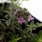  трава. рассада время ( половина ....) Cara way время 3 номер pot 