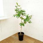 観葉植物/棚卸セール アマゾンオリーブ(ジャンボラン) 8号