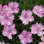 四季咲きナデシコ Amazon 楽天 ヤフー等の通販価格比較 最安値 Com