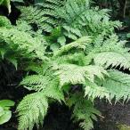  декоративное растение sida двусторонний sida( двусторонний . зуб )5 номер pot 