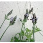  трава. рассада гонки лаванда spani Sure iz3.5 номер pot 