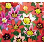 球根/スパラキシス：混合12球入り