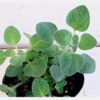 ハーブの苗オレガノグリークホワイト...