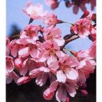 花木 庭木の苗 桜 雅桜（ミヤビザクラ）