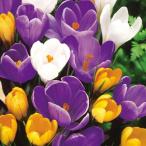 球根/クロッカス：混合20球