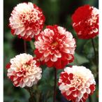 ダリア 球根 花 ガーデニング Amazon 楽天 ヤフー等の通販価格比較 最安値 Com