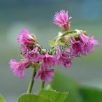  луговые и горные травы. рассада iwakagami3 номер pot 