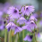  луговые и горные травы. рассада iwakagamidamasi2.5~3 номер pot 