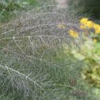 ハーブの苗/フェンネル：ブロンズフ...