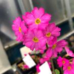  луговые и горные травы. рассада Sakura saw ( Sakura .)himalaya глубокий гора Sakura .(himalaya Miyama Sakura saw )3 номер pot 