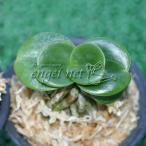 山野草の苗 ナゴラン ダルマナゴラン2.5〜3号ポット