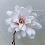 花木 庭木の苗 ヒメコブシ（シデコブシ） アップライト6号ポット