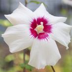 花木庭木の苗/ムクゲ：ヒノマル3....