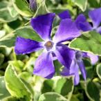 ビンカミノールバリエガータ3−3....