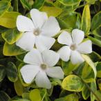 ビンカミノールバリエガータホワイト...