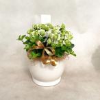  каланхое Queen moa цветок z Париж .. лист. ....5 номер растение в горшке 